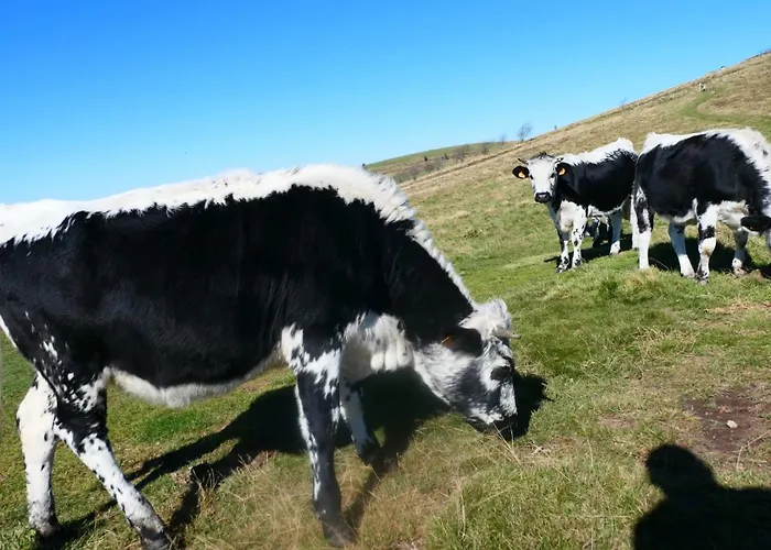 Le Stadl Vosges * Jussarupt